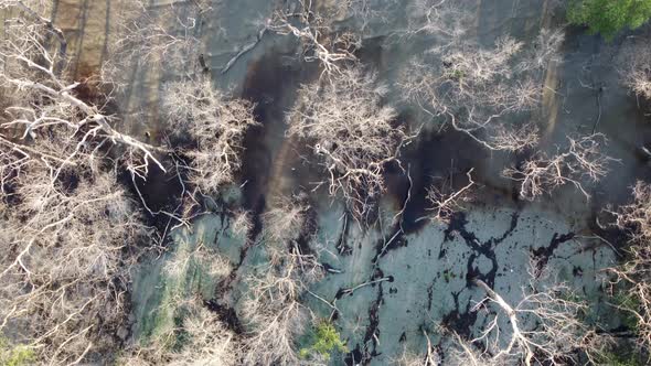 Aerial view dead mangrove tree alt