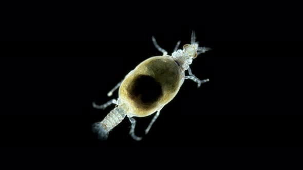 Parasitic Isopod Larva Praniza Under a Microscope of Gnathiidae Family Attaches Itself to Fish and alt