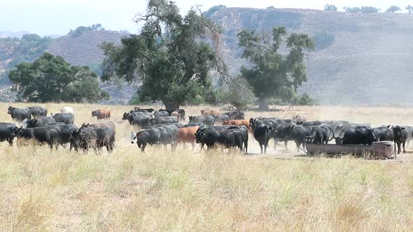 Herd of black Angus cattle meandering through the field while others post up to drink some water alt