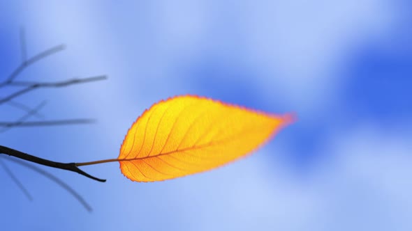 Wind Rips Last Yellow Leaf From Branch And Carries It Into Blue Sky alt