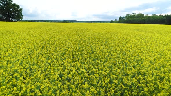 Yellow Oilseed Rape Flowers Field Landscape