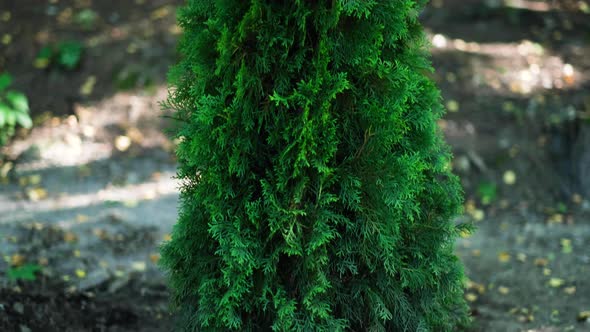Thuja