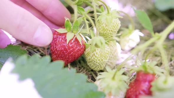 Red and Ripe Strawberry Fruit Hanging on a Bush While Growing in the Garden alt