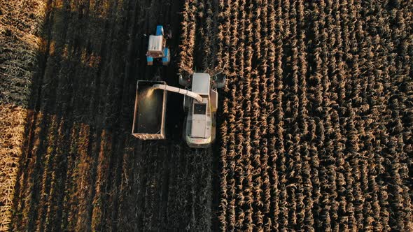 Combine Harvesting Corn for Silage and Loading a Double Trailer Truck, Aerial Top View. Organic alt