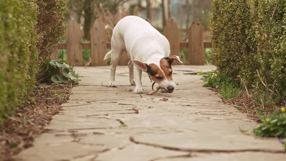 Jack Russell Terrier Dog Gnaws on the Bone on a Path in the Garden alt