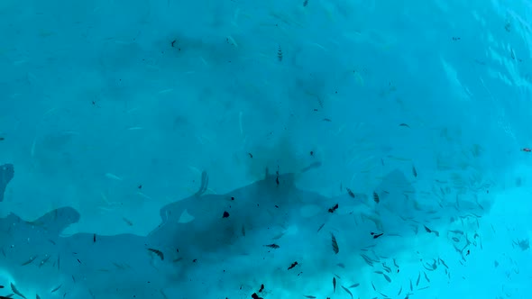 Oil Pollution And Oil Black Spots On The Water Surface In The Sea alt