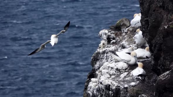 Morus Bassanus Gliding Near the Cliffs with Nests in Slow-mo