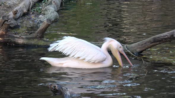 Pink-backed Pelican (Pelecanus rufescens) swimming in the water and looking for food.