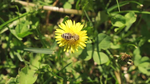 A Bee Collects Pollen From a Dandelion alt
