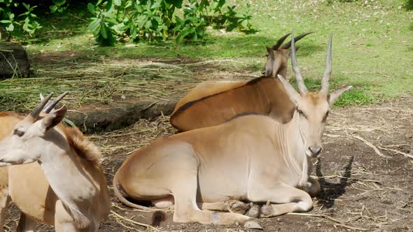 Three Cute Antelopes are Resting in Summer on the Green Grass in the Shade of Trees