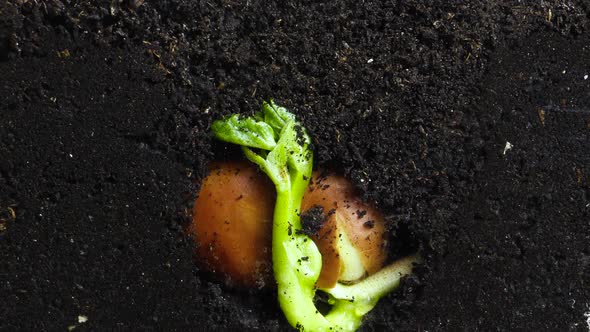 Growing Bean Plant in Spring Timelapse Sprouts Germination Under Ground in Greenhouse Agriculture alt