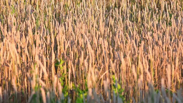 Close Up of Wheat Ears on Light Wind at Sunny Day.