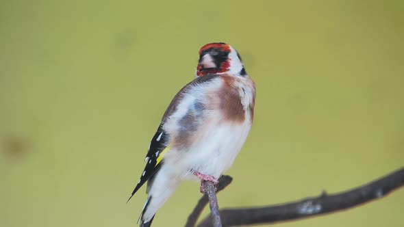 European Goldfinch or Goldfinch, Carduelis Carduelis. Small Passerine Bird. alt