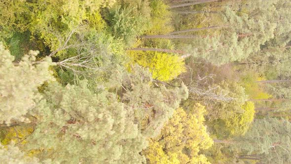 Vertical Video Aerial View of Trees in the Forest on an Autumn Day in Ukraine Slow Motion alt