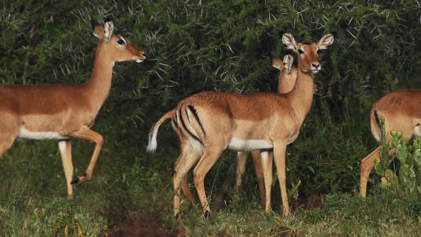 Beautiful Impala antelopes walking by green bushes in Kenya - close up alt