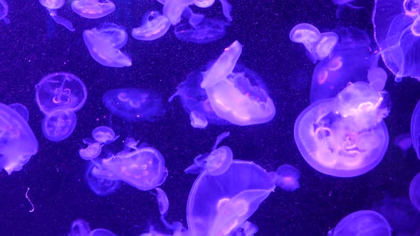 Shiny Vibrant Fluorescent Jellyfish Glow Underwater, Dark Neon Dynamic Pulsating Ultraviolet Blurred