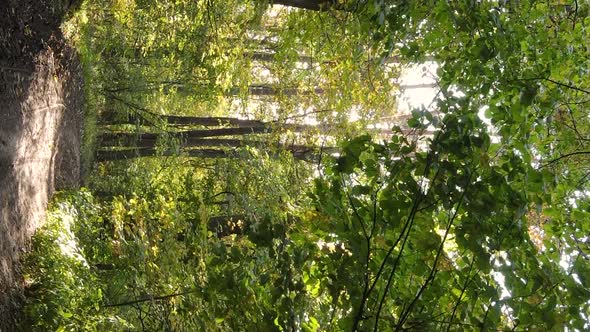 Vertical Video Autumn Forest with Trees in Ukraine Slow Motion alt