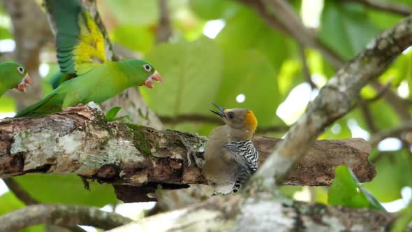 Parrots Attacking a Woodpecker in the Rain Forest