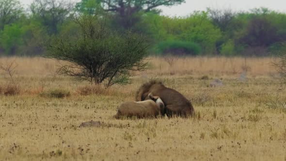 Two African Male Lions Fighting With Each Other On The Grass In Kgalagadi, Botswana.. -wide shot alt