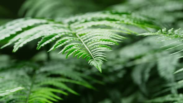Footage of fern leaves with bokeh in the background. Close up of fern twig. alt