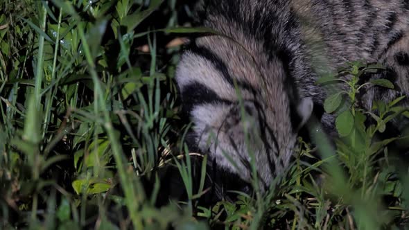 Cute African Civet Rummaging in Tall Grass in Savanna at Night alt