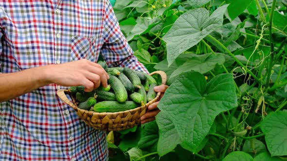 Cucumber Harvest in the Hands of a Male Farmer alt