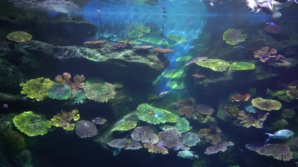 Colorful Coral Reef and Tropical Fishes, Underwater Life