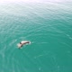 Aerial View of the Dolphins Slowly Swimming in Crystal Clear Calm Turquoise Waters