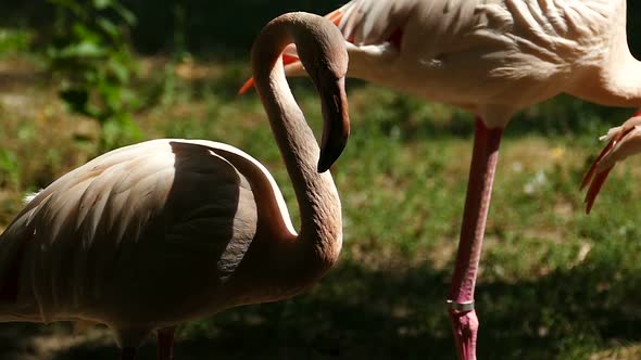 Flamingo portrait on a sunny summer day.