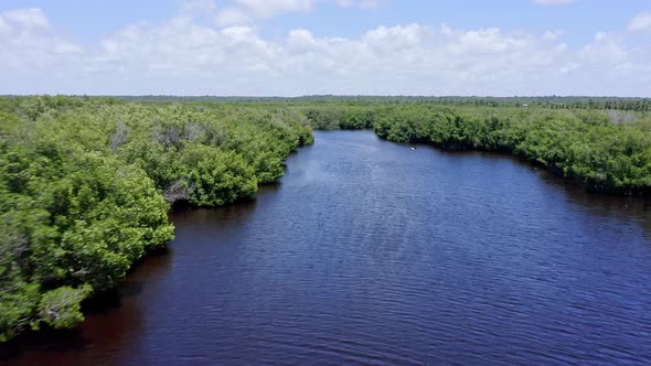 Drone flight over mangroves in wetlands area, San Pedro De Macoris alt
