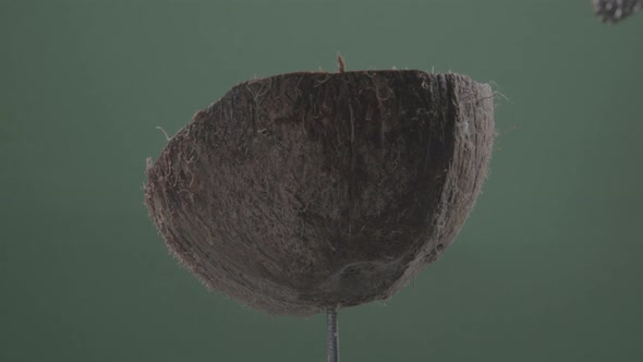 Coconut Rotating with Loop on Green Screen for Chroma Key alt