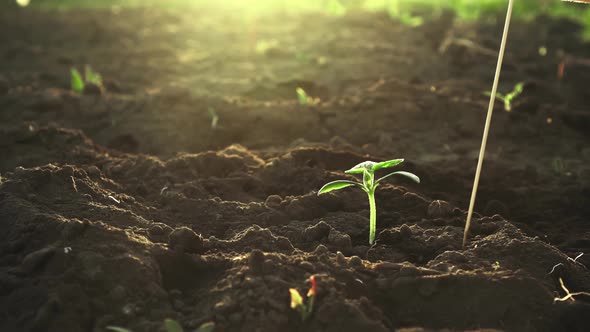 The Farmer Marks The Soil Planting Sprouts Seeds Seedlings. The Concept Of Signing In The Form alt