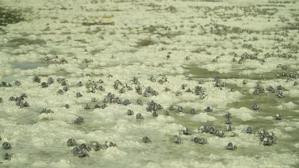 Blue Soldier Crabs on the Beach alt