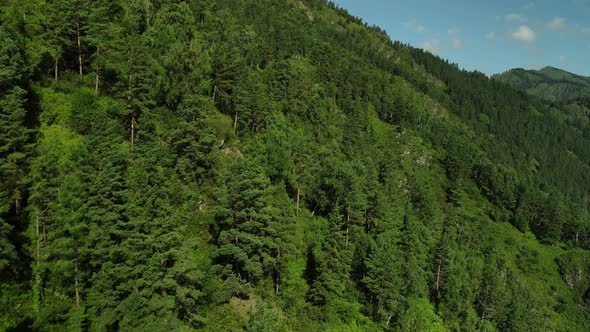 Trees on a High Mountain Against a Blue Sky alt