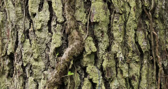details of bark of pin tree. alt