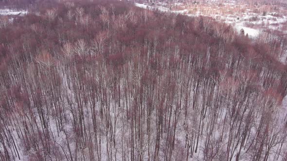 Winter Frozen Forest