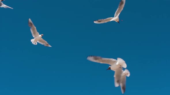 Seagulls In Graceful Flight