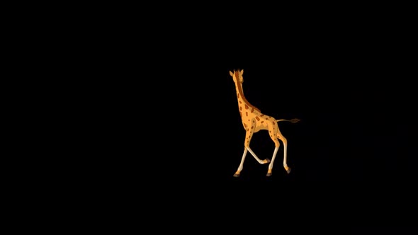Little baby giraffe running and looking around alpha matte extreme long shot