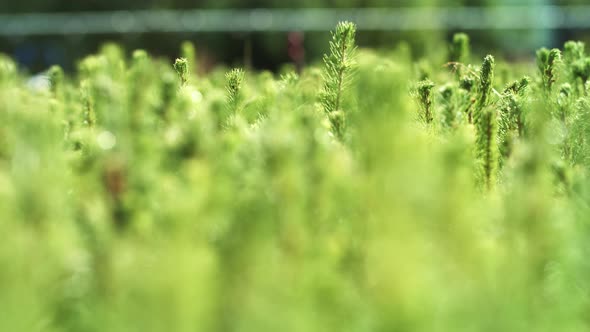Cultivation of Pine Trees From Seedlings Grown From Seeds alt