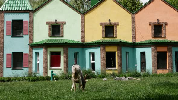 Shooting of a Gray Goat Grazing Against the Background of Colorful Houses