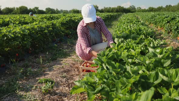Farmer Woman Harvesting Strawberries in the Field