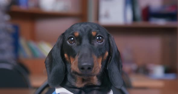 Portrait of Cute Scared Dachshund Puppy in Blue Polo Shirt Who Looks Around Excitedly and Licks Its alt