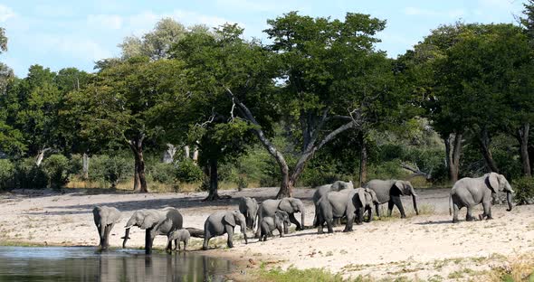 African elephant, Bwabwata Namibia, Africa safari wildlife alt