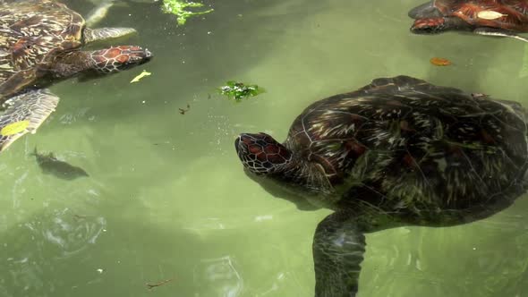 Slow motion clip of a sea turtles fighting for a peace of lettuce. Shot ...