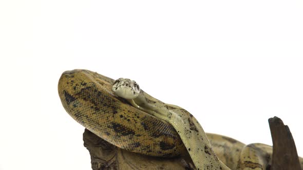 Columbian Boa or Boa Constrictor Imperator on Wooden Snag Isolated in White alt