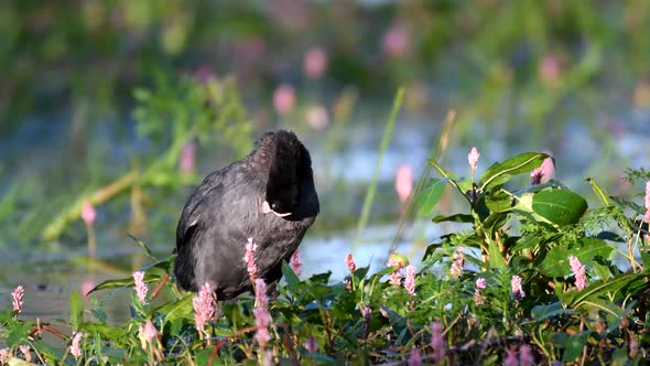 Eurasian Coot (Fulica atra) preening its feathers in a natural habitat