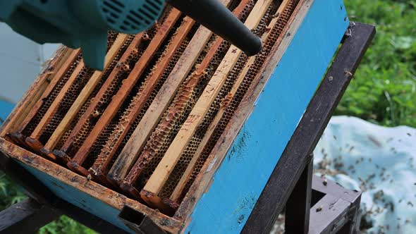 A Beekeeper Is Using a Blower, Blowing Air Inside the Hive Full of Working Bumble Bees To Take Out alt