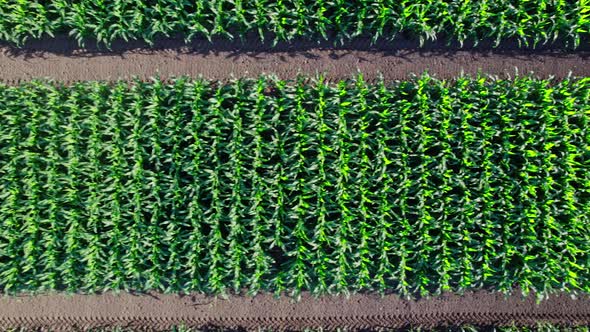 Drone Camera Over Green Corn Field alt
