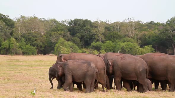 Asian Elephant in Minnerya national park, Sri Lanka alt