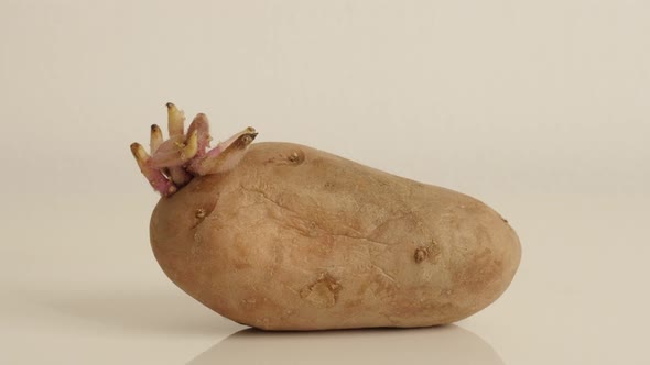 Tubers of organic potato slow tilt 4K 2160p 30fps UltraHD footage - Perennial nightshade Solanum tub alt